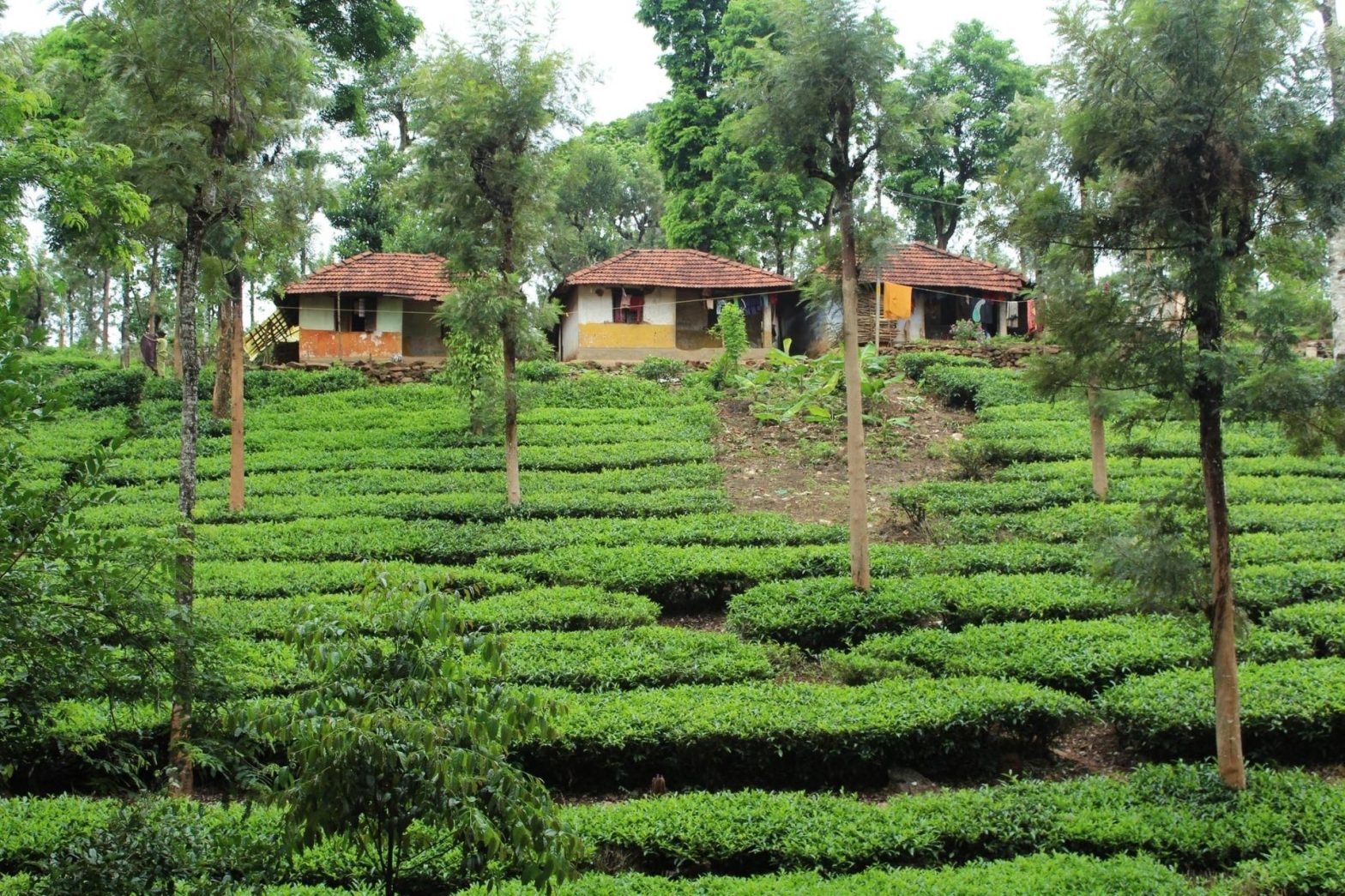 Hire Calicut / Kozhikode to Wayanad Tempo / Force Traveller